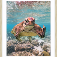 Terry the Turtle Flipping the Bird