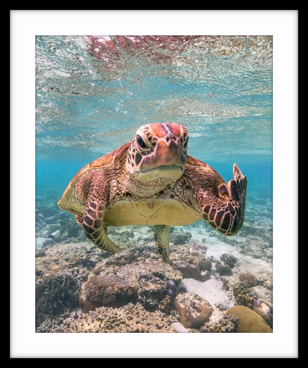 Terry the Turtle Flipping the Bird