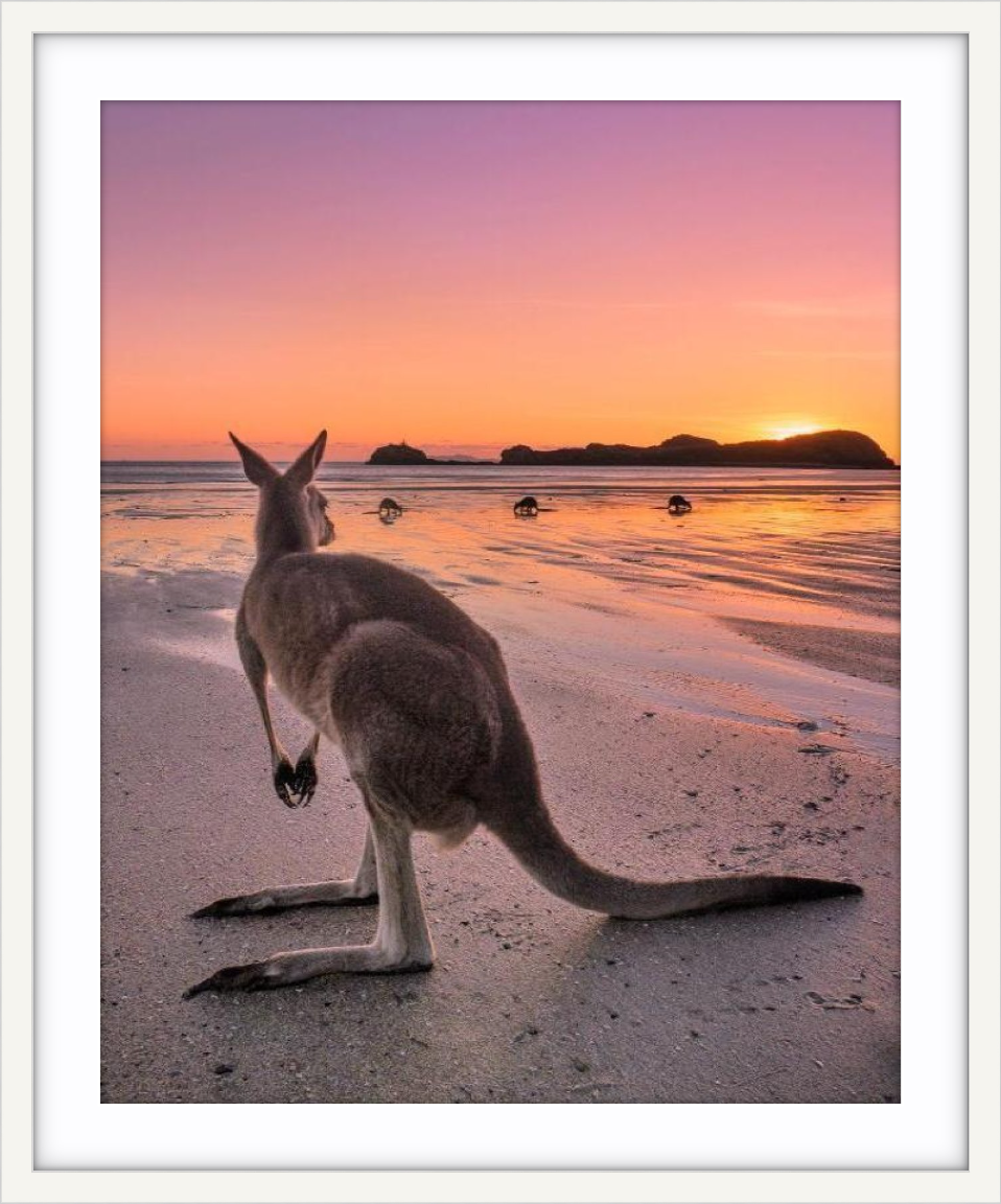 Cape Hillsborough Mackay - 3