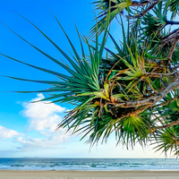 Pandanus on Noosa Main Beach, QLD