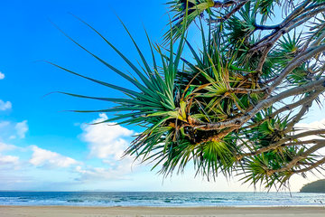 Pandanus on Noosa Main Beach, QLD