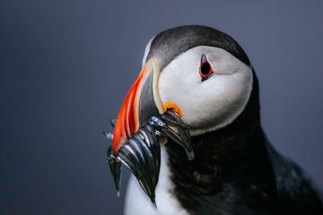 Puffin portrait, Iceland - 1