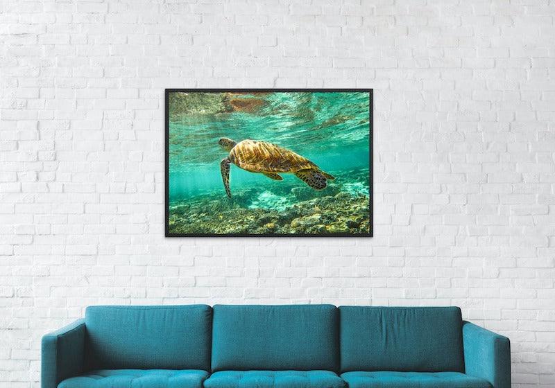 HERON ISLAND TURTLE