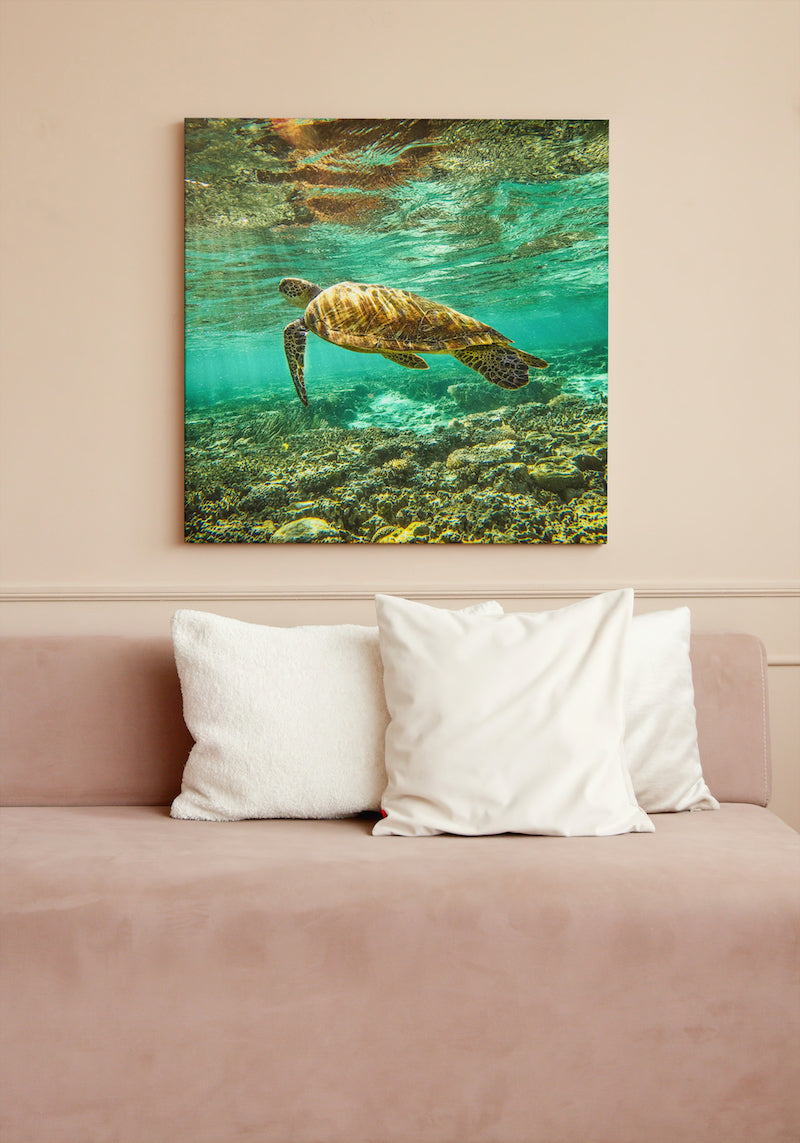 HERON ISLAND TURTLE