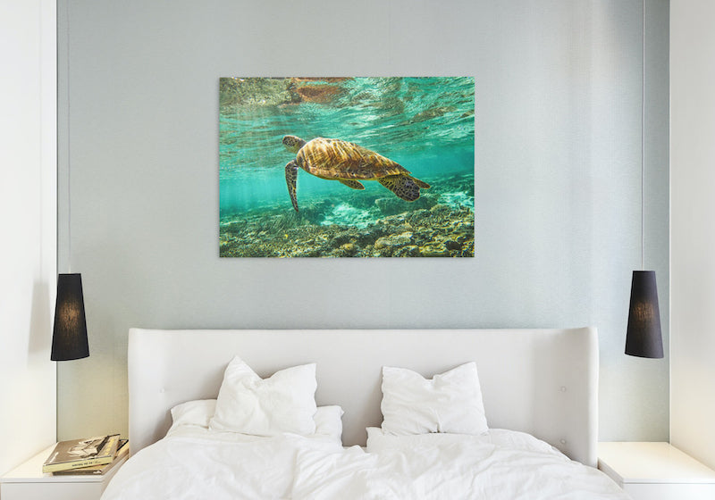 HERON ISLAND TURTLE