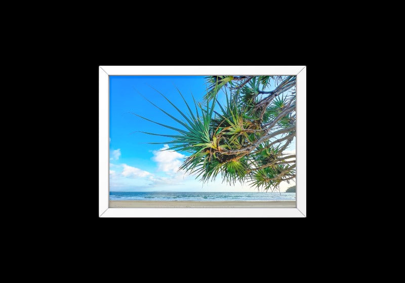 Pandanus on Noosa Main Beach, QLD