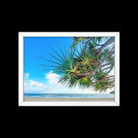 Pandanus on Noosa Main Beach, QLD