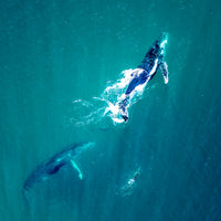 2 whales and dolphin in Australia