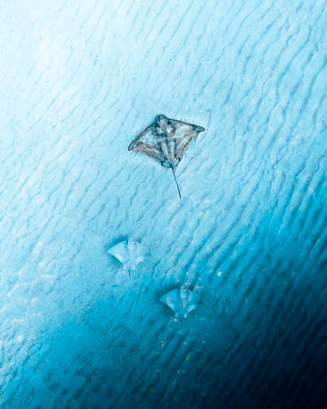 Stingrays at Bondi - Sydney