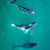 3 whales in Australia