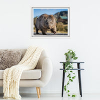 Big stomping Wombat at Cradle Mountain