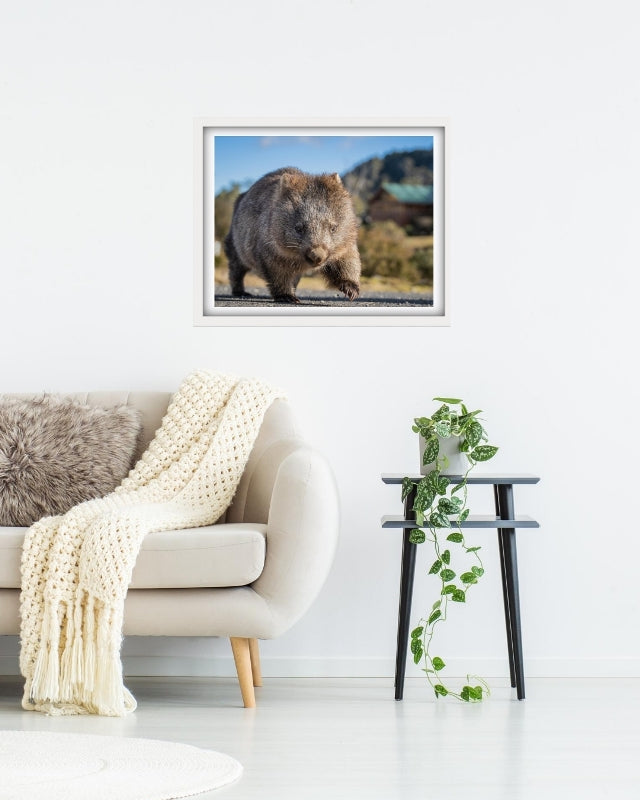 Big stomping Wombat at Cradle Mountain