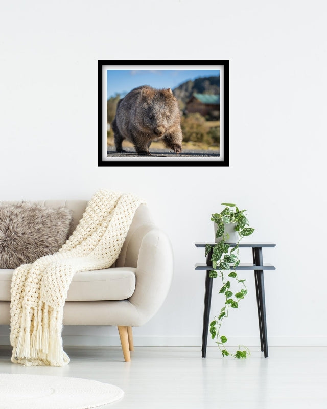 Big stomping Wombat at Cradle Mountain