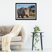 Big stomping Wombat at Cradle Mountain