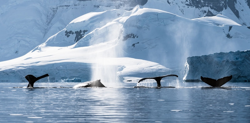 4 Humpback Whales Antarctica