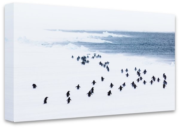 Penguins Antarctica