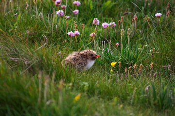 A CHICK & FLOWERS