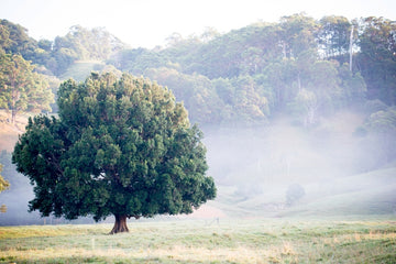 A Country Life