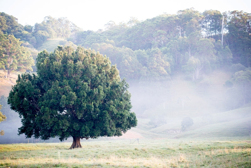 A Country Life