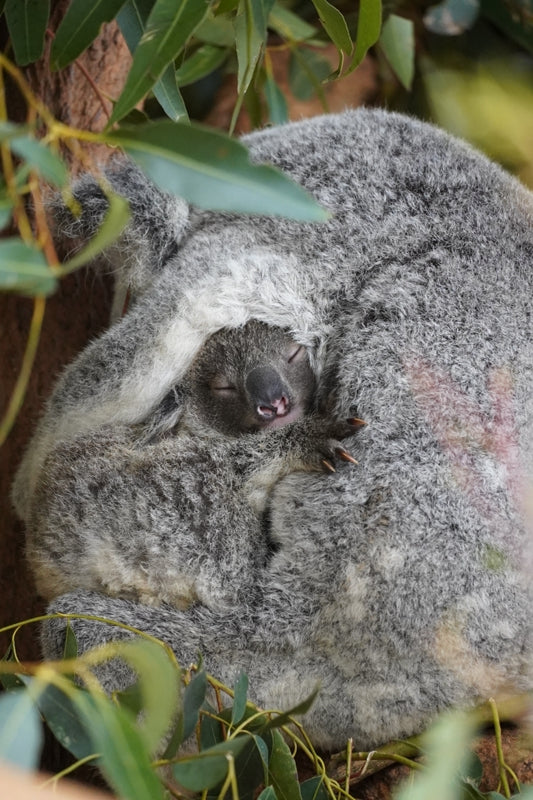A Mother Koalas Embrace