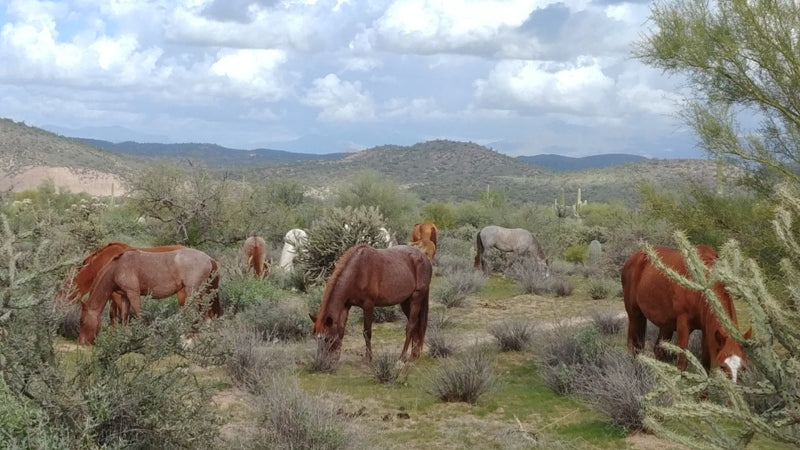 AZ Wildhorses