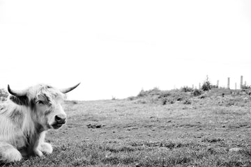 A cows life