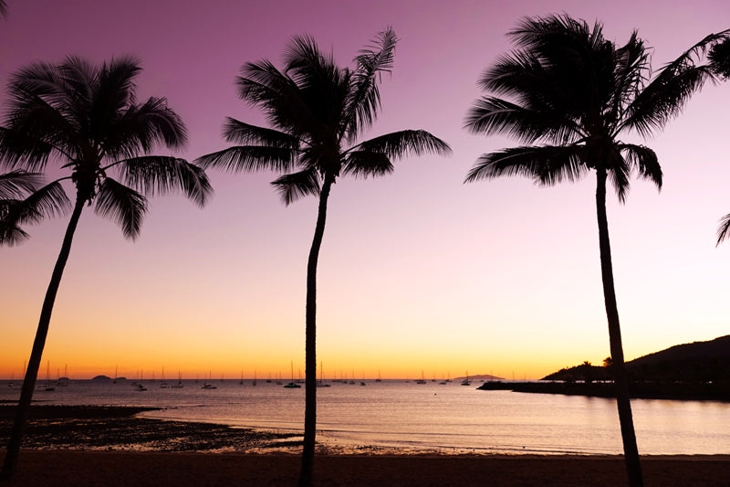 Airlie Beach Palm Trees at Sunrise