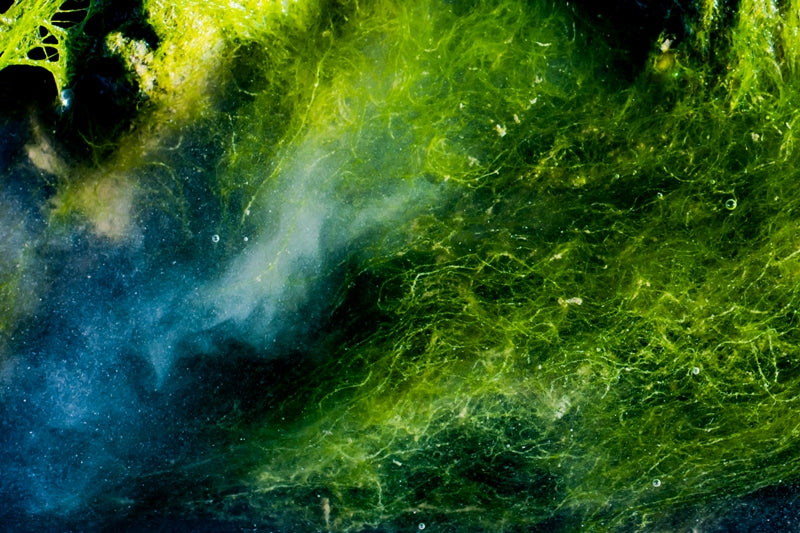 Algae Galaxy