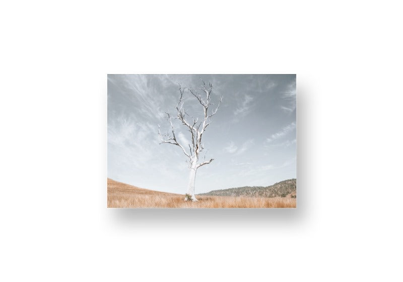 Ancient Tree