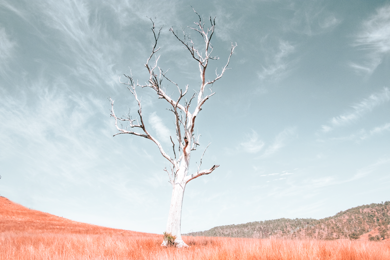 Ancient Tree