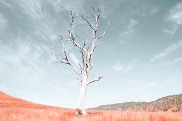 Ancient Tree