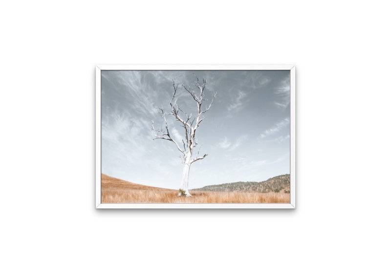 Ancient Tree