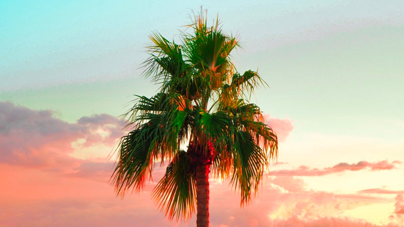 Arizona palms