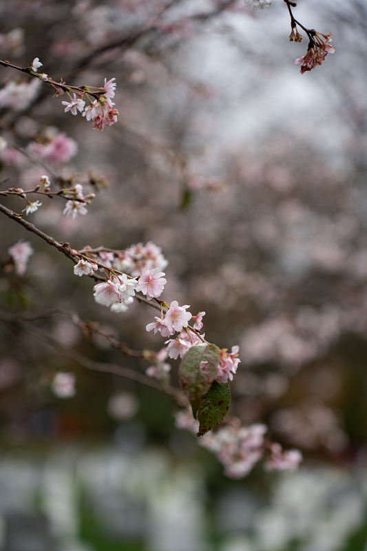 Arlington Cherry Blossoms