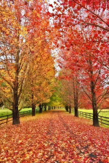 Autumn Path 2