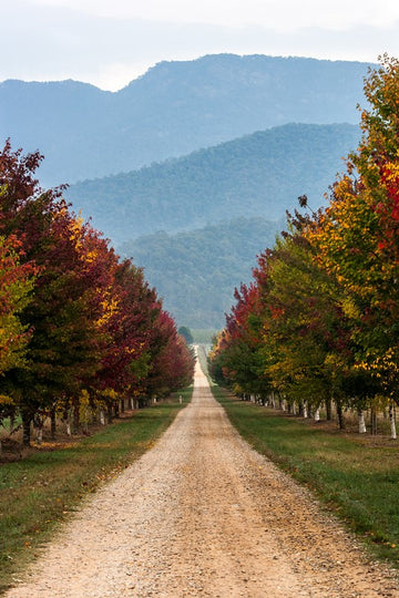 Autumn Laneway