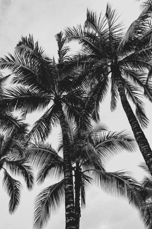 Hawaii-Palms