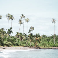 Secluded Samoa Palms