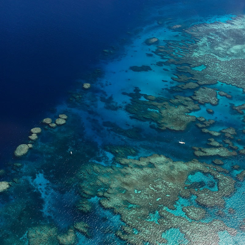 Bait Reef