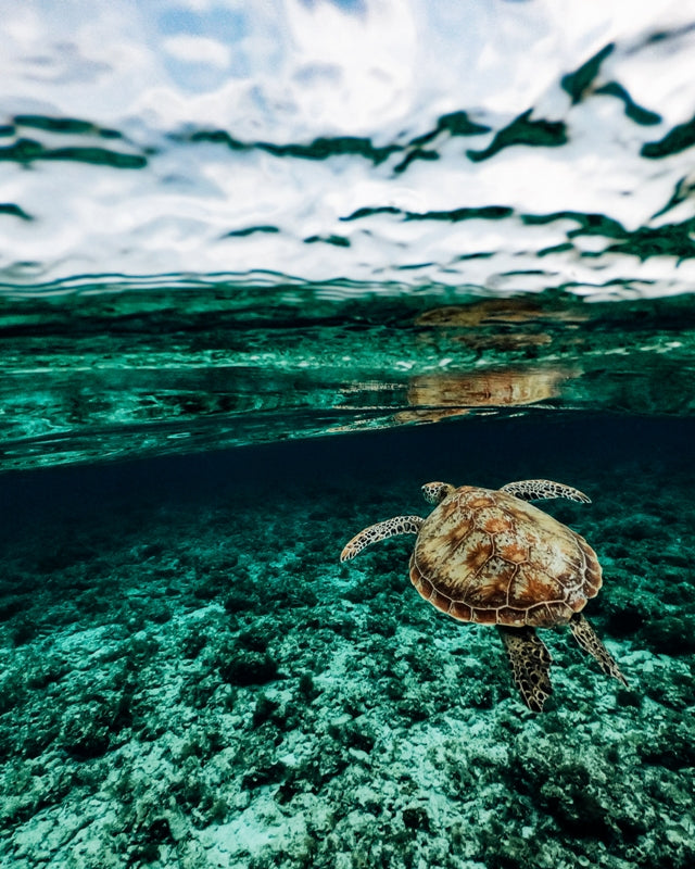 Balicasag Island - Philippines