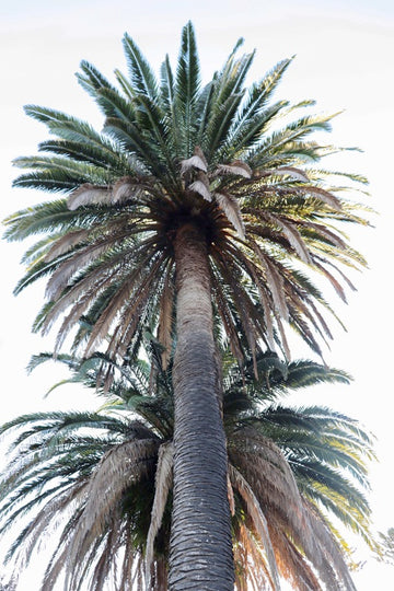 Big Palm
