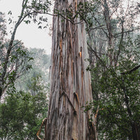 Big barky tree in Mt Field