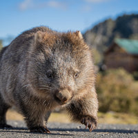 Big stomping Wombat at Cradle Mountain