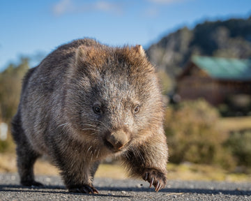 Big stomping Wombat at Cradle Mountain