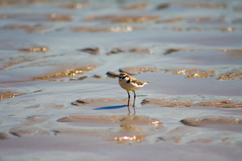 Bird standing on beach at low tide