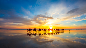 Broome Camels