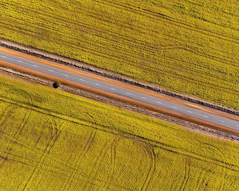Canola Fields