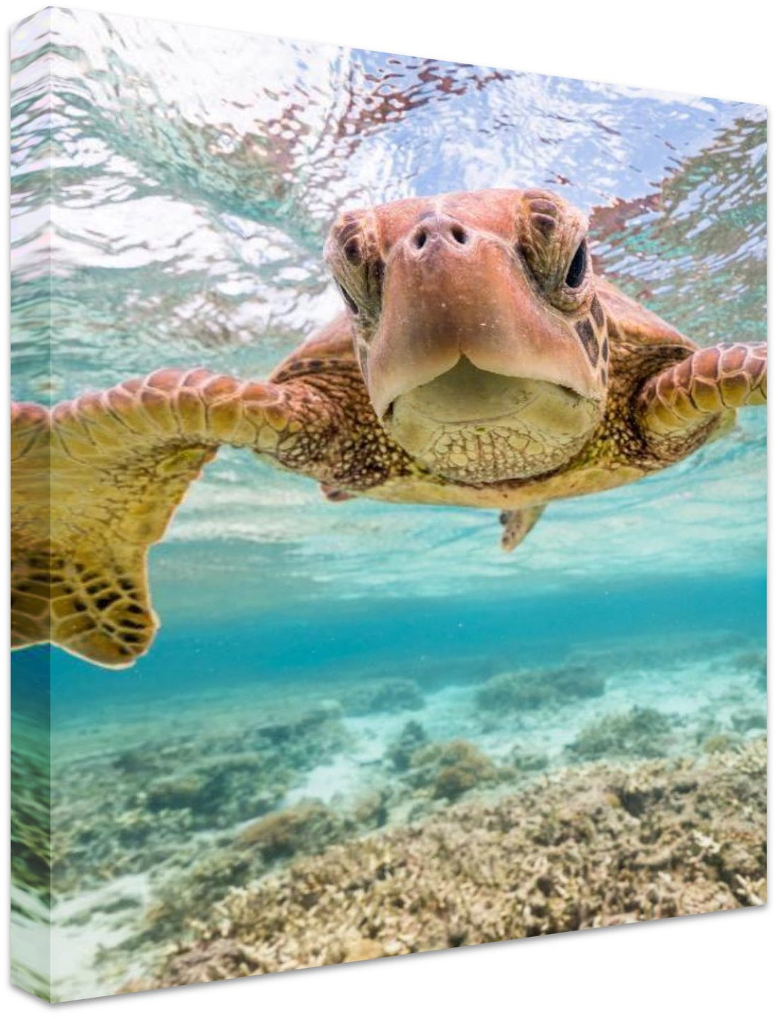 Turtle Selfie