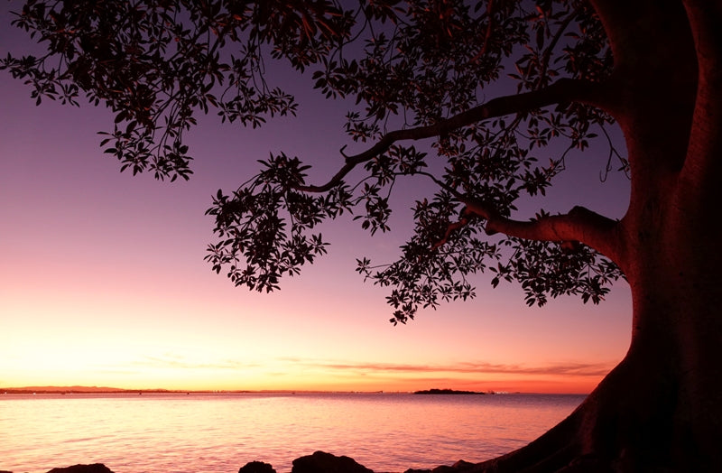 Coastal Sunset Framed by Tree
