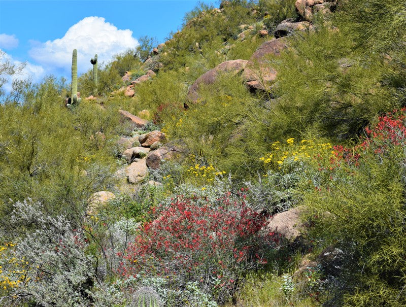Colorful  Arizona Desert